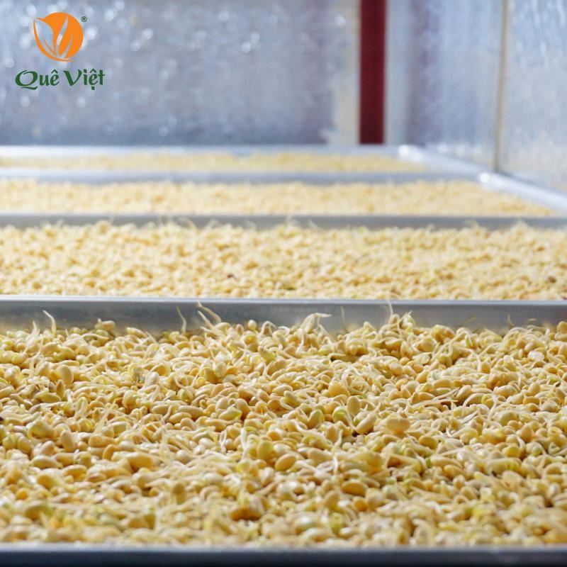 Mầm Đậu Nành Quê Việt 500gr Mầm Đậu Nành Quê Việt 500gr