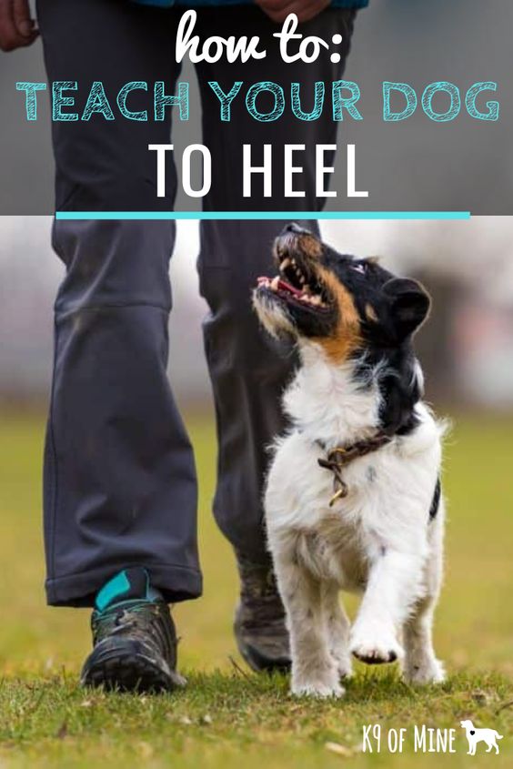 Dog Brain Train How to Teach a Dog to Heel Getting Your Dog to Walk