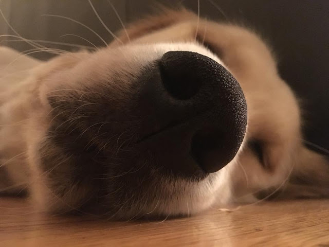 Golden retriever is relaxed and his nose is showing