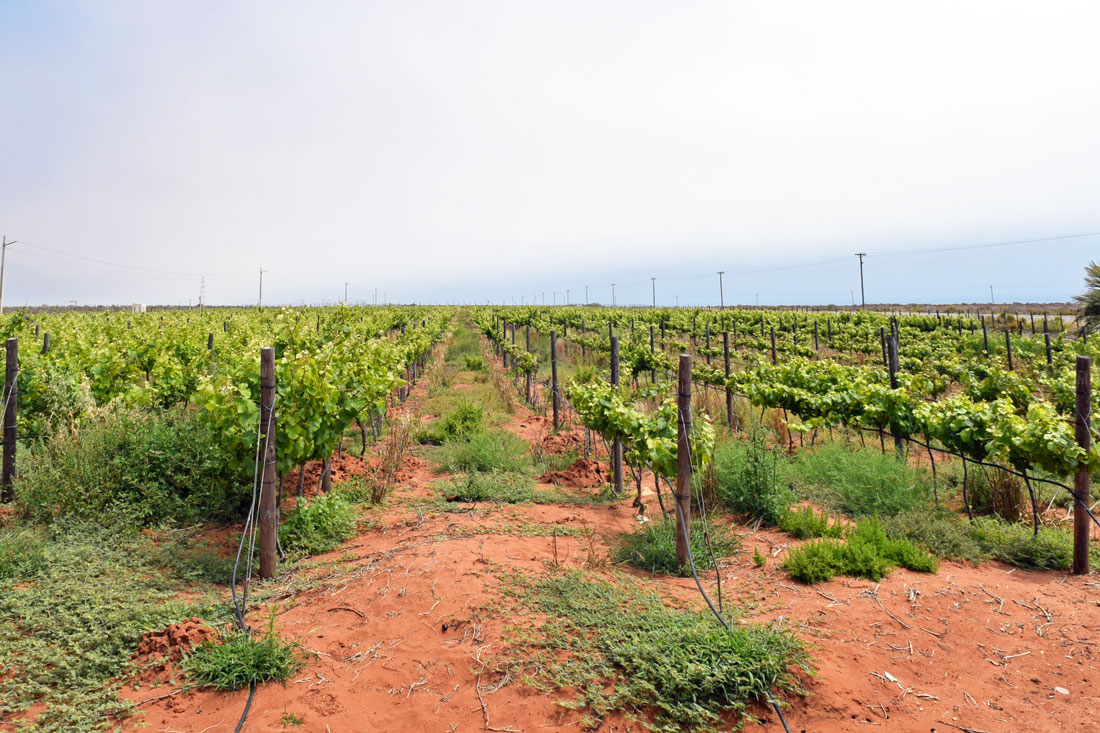 . The wines of Fryer's Cove in Doringbaai