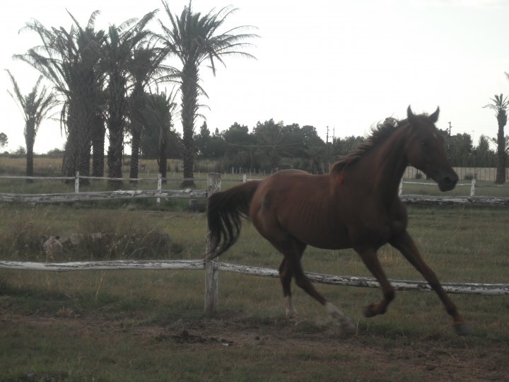 Sport Horse Broker Anglo Arab for Sale