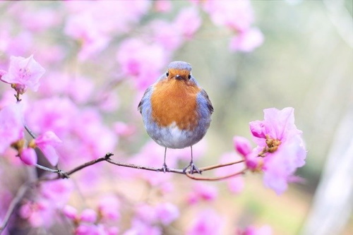 Se você conhece o autor desta imagem, por favor nos informe para que possamos atribuir-lhe os devidos créditos. Obrigado. Pássaro entre flores da primavera. #PraCegoVer