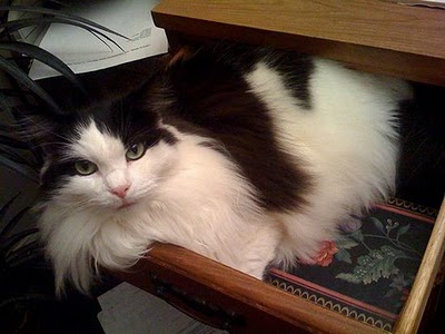 Dunia Sayang Kucing: Gambar Kucing Lucu dan Kucing Imut