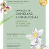 Camélias e Orquídeas em Sintra