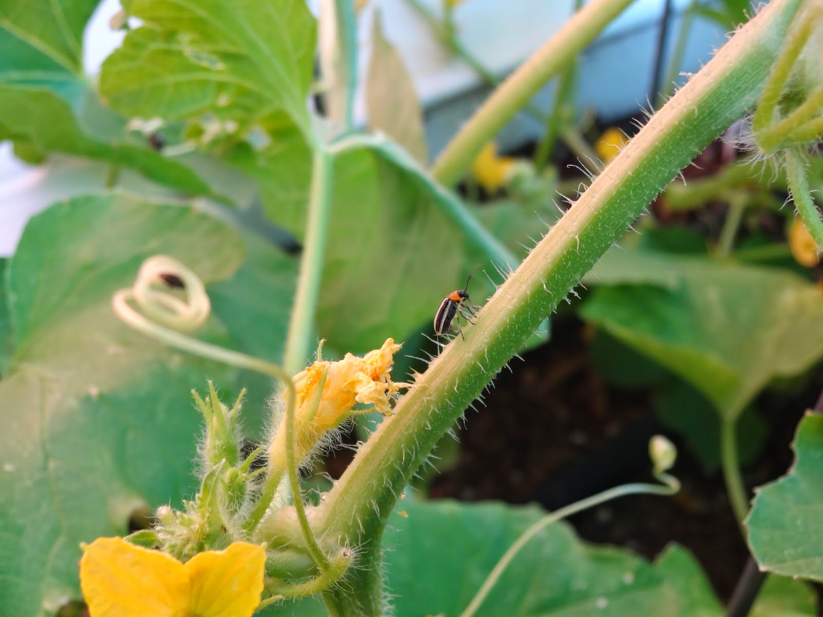 The Scientific Gardener Cucumber Beetles