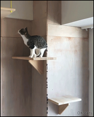 Funny Cat GIF • Clumsy Kitty walking and suddenly falling in a hole, haha Funny Cat GIF • Clumsy Kitty walking and suddenly falling in a hole, haha