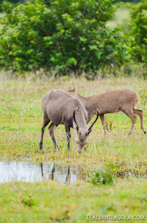 Coron | Calauit Safari Park & Pamalican Island (Natural Arts Travel and Tour) Palawan