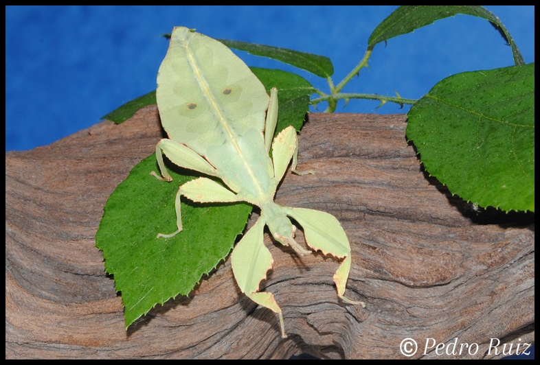 Ninfa macho L7 de Cryptophyllium westwoodii, 6 cm de longitud Ninfa macho L7 de Cryptophyllium westwoodii, 6 cm de longitud