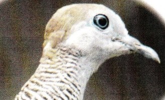 5 Ciri Ciri Burung Perkutut Yang Bagus Di Lihat Dari Segi Fisik