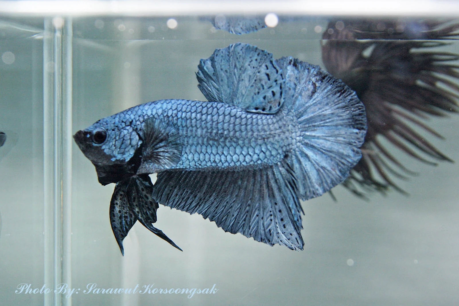 Ikan Cupang Steel Blue Betta - Ikanhiasku.net