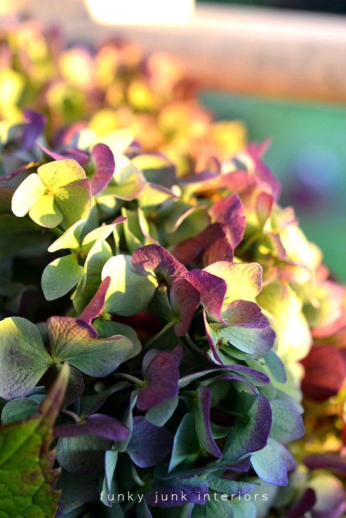 how to dry hydrangeas with wiltfree petalsFunky Junk Interiors