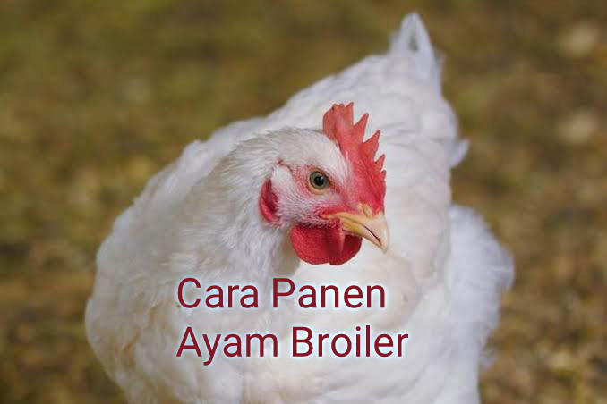 Cara Panen Ayam Broiler Cara panen ayam broiler