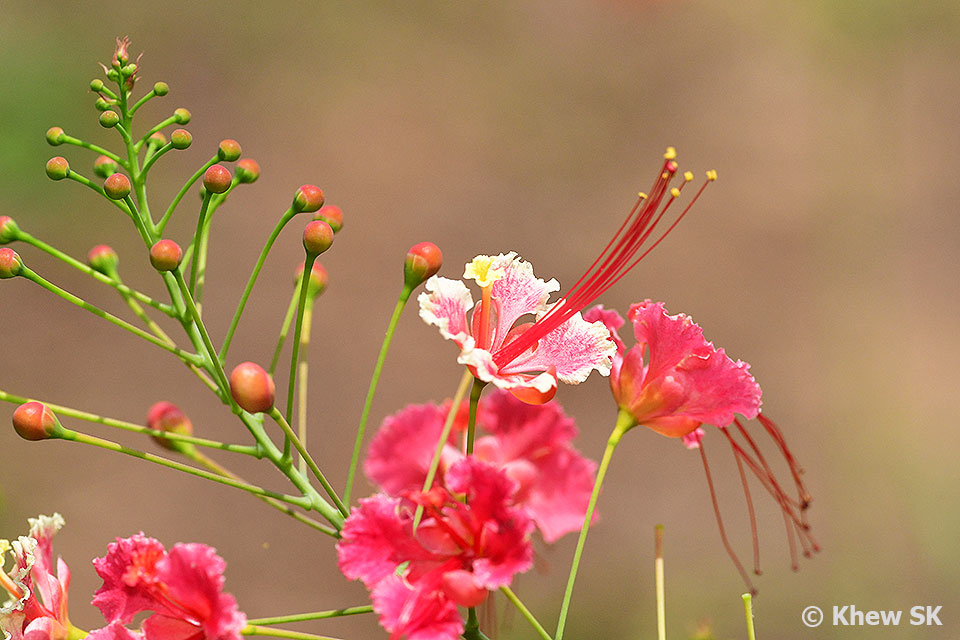 Butterflies of Singapore Favourite Nectaring Plants 16