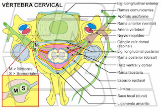 Estructuras cervicales vistas en un corte axial.