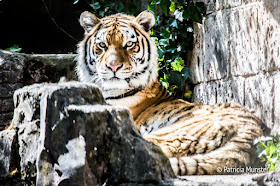 Siberian Tiger in Zoo Amersfoort - Sunbathing!