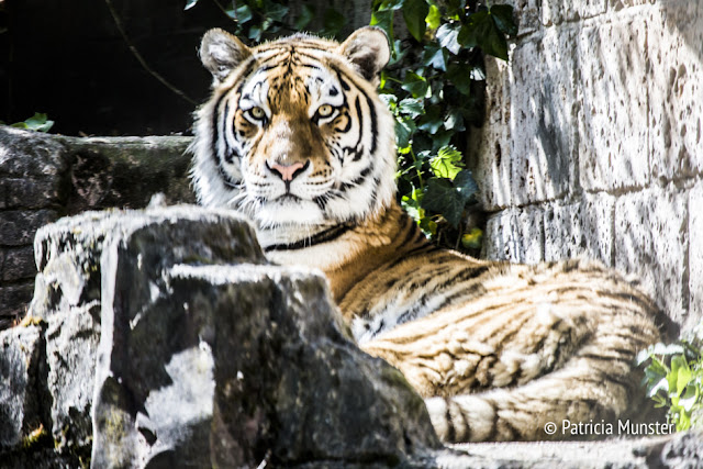 Siberian Tiger in Zoo Amersfoort - Sunbathing!