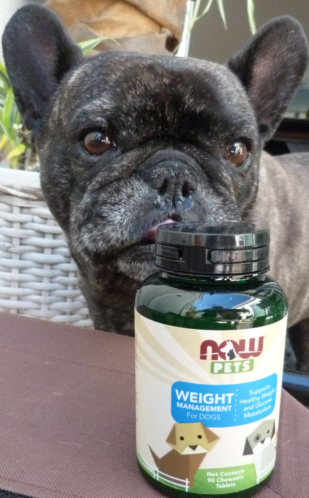 Two French Bulldogs NOW Pets Supplements NOWpetsSweep Ad
