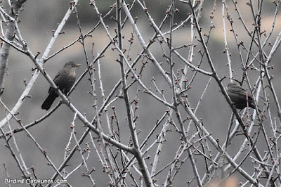 Merla (Turdus merula)