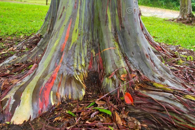 දේදුනු යුකැලිප්ටස් ගස 🌈✍️📚💐 (Rainbow Eucalyptus Tree) - Your Choice Way