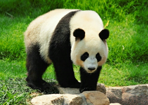  Gambar  Panda Imut  Lucu  Kumpulan Gambar 