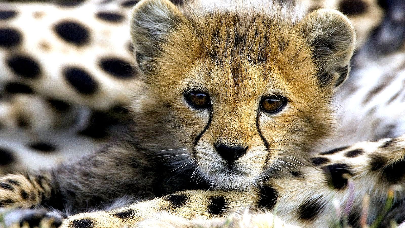 British Big Cats Cat Choices file-not-found