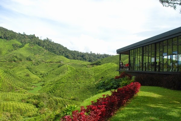 مزارع بوه للشاي
