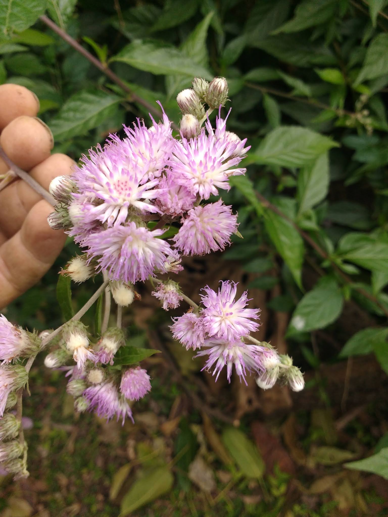 Hierba de San Simón (Vernonia scorpiodes)