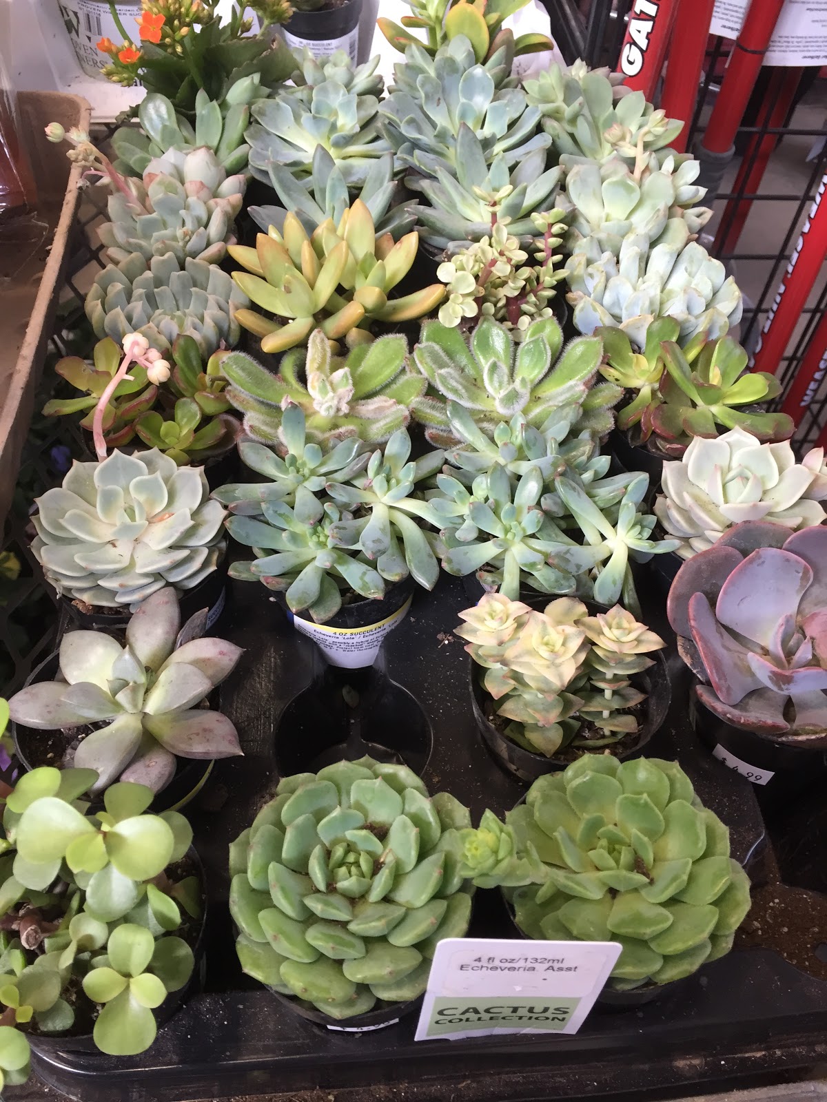 Succulents at the 2015 Indiana Flower and Patio Show [Backyard Neophyte