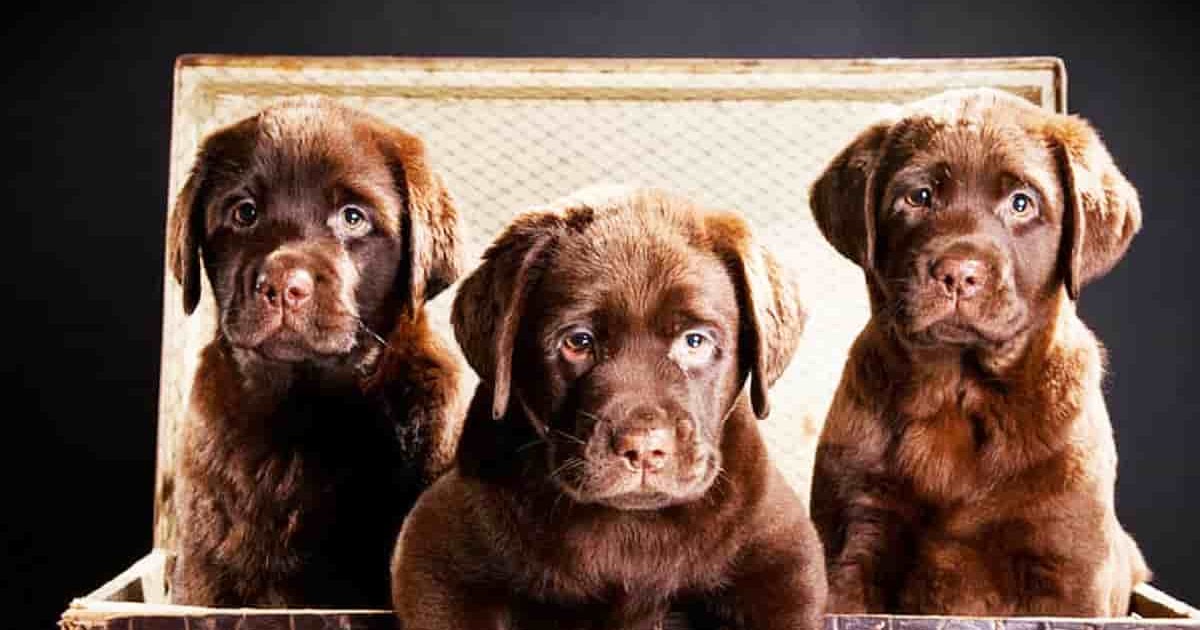 Was Ist Das Beste Alter, Um Einen Labrador Welpen Nach Hause Zu Bringen?