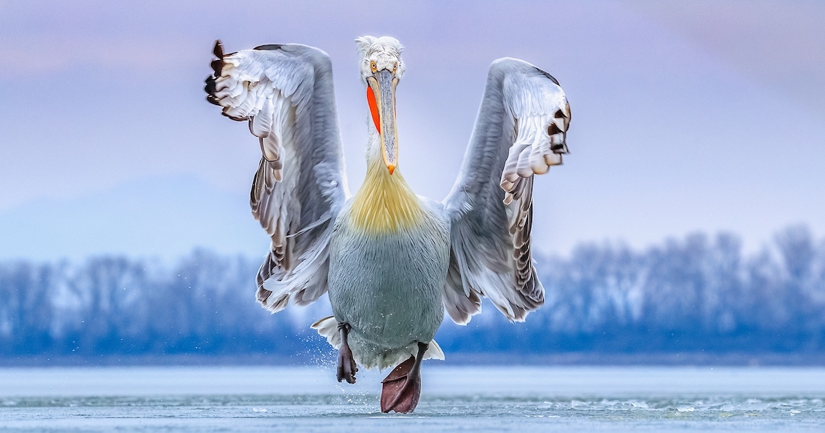 Mind-Blowing Pictures - Winners Of The 2019 Bird Photographer Of The Year Contest