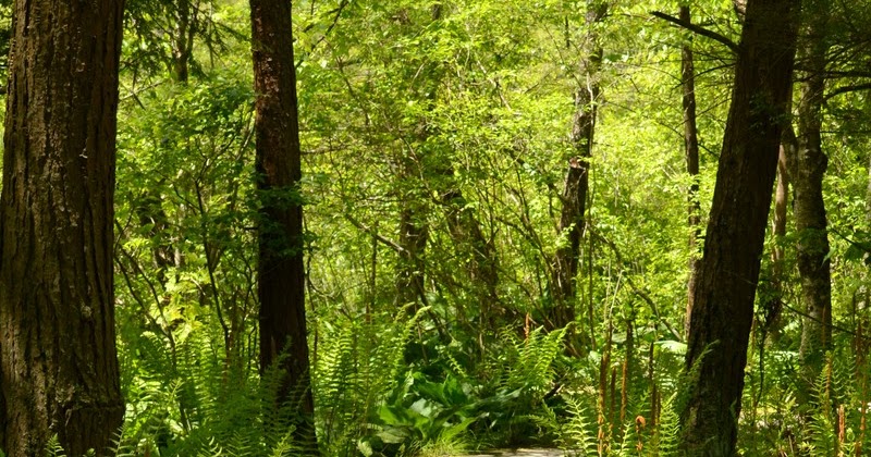 Woods Walks and Wildlife: Two Walks: Visiting a Bog, Plus a Few