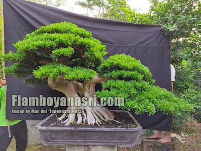 Jual Bonsai Beringin Dolar Terbaik