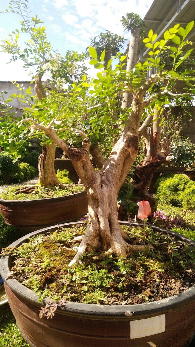 TIPS & TRICK MENGAMBIL & MENGOLAH DONKELAN KEMUNING UNTUK BONSAI (4 Tahap)