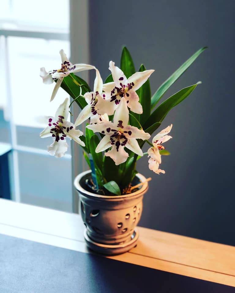 orkide saksisi