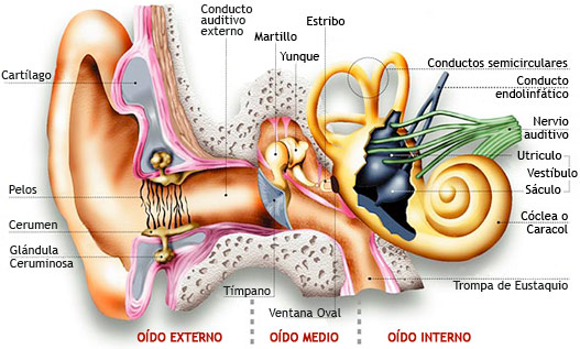 Formacion Centro Salud Jodar Sesion Clinica Sobre Otitis Externa