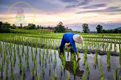 Paddy Cultivation Nepal 2020