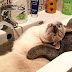 19 Hilarious Pictures Of Cats Being Cats