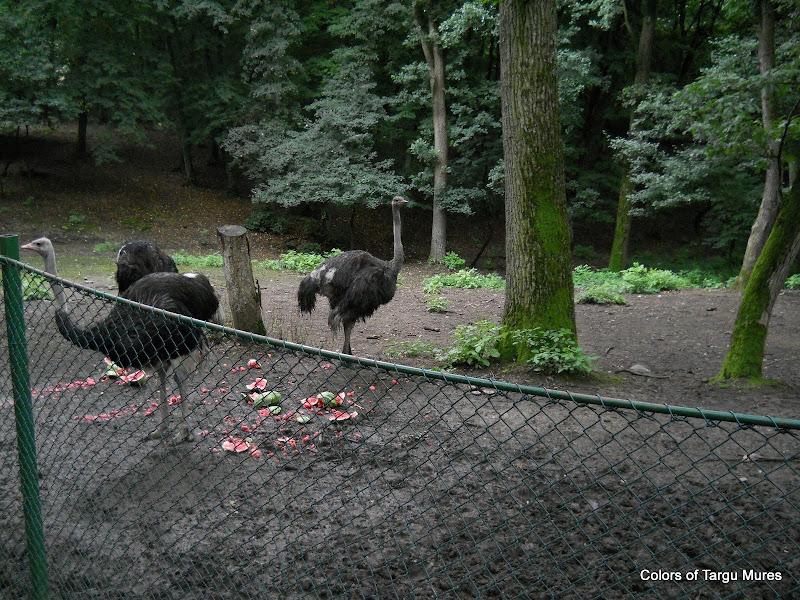 Emu. Pasari mari, inapte de zbor, cu picioare lungi si puternice, cu gat lung si golas, care traiesc la Zoo Tg. Mures.