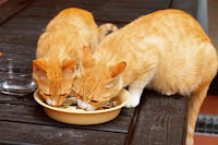 Menu Makanan Dan Minuman Untuk Kucing Kampung