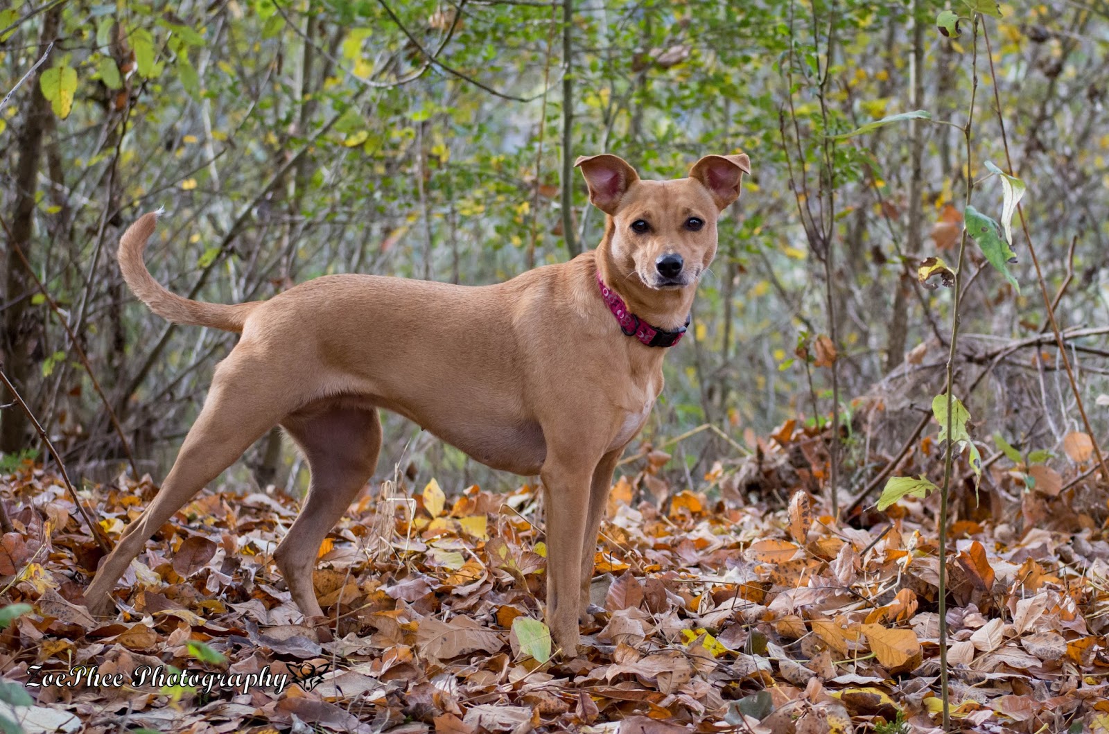 ZoePhee Fall Fit Dog