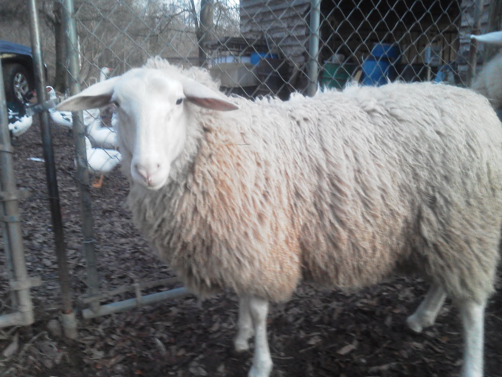 Karras Farm East Friesian Sheep Breeder March 2012