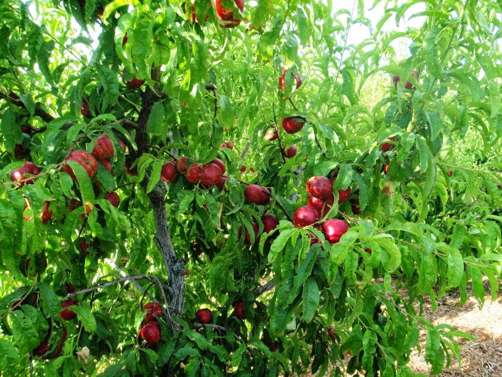 Xtremehorticulture of the Desert Varieties of Almond