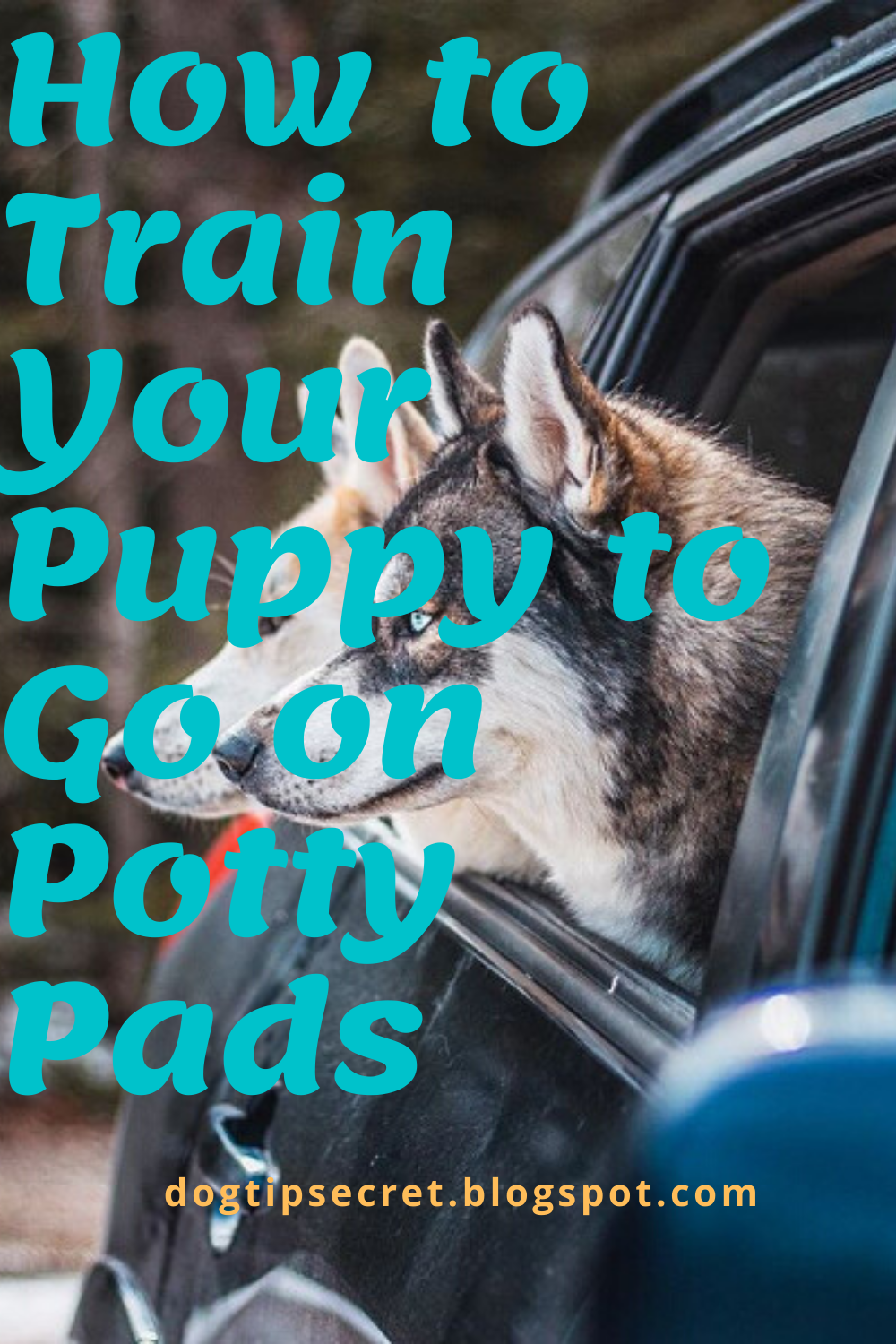 Dog Training Tips How to Train Your Puppy to Go on Potty Pads Dog