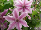 Clematis spp