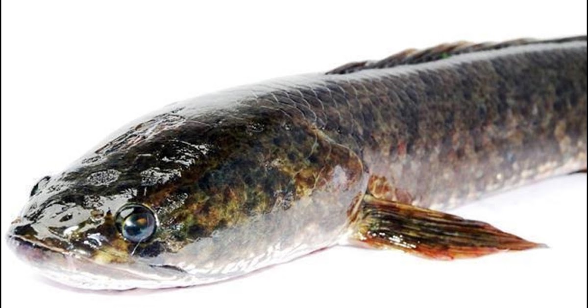 Inilah Harga Jual Supplier Ikan Gabus Di Jogja 1 Jual Ikan