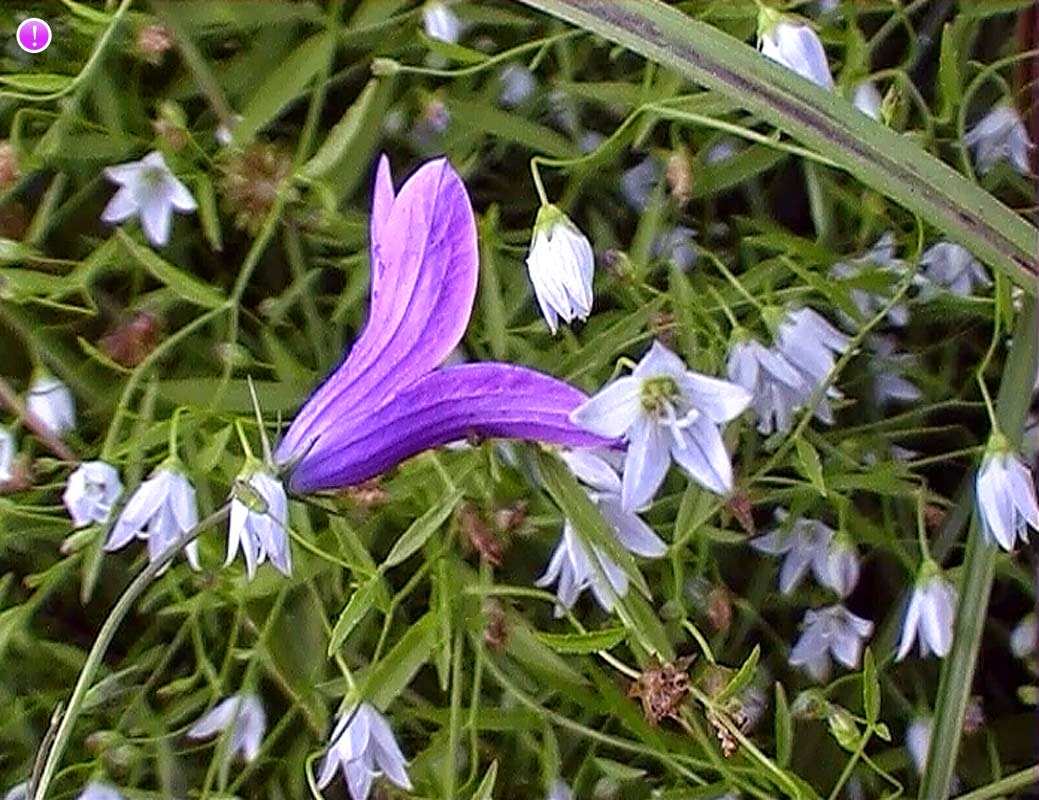 сочинение на тему колокольчики лесные 5