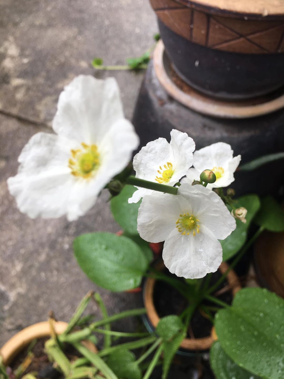 LittleSyam Kettle Stitch vs Coptic Stitch Binding