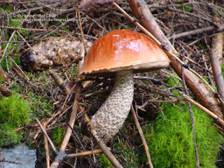 Leccinum vulpinum DSC146707