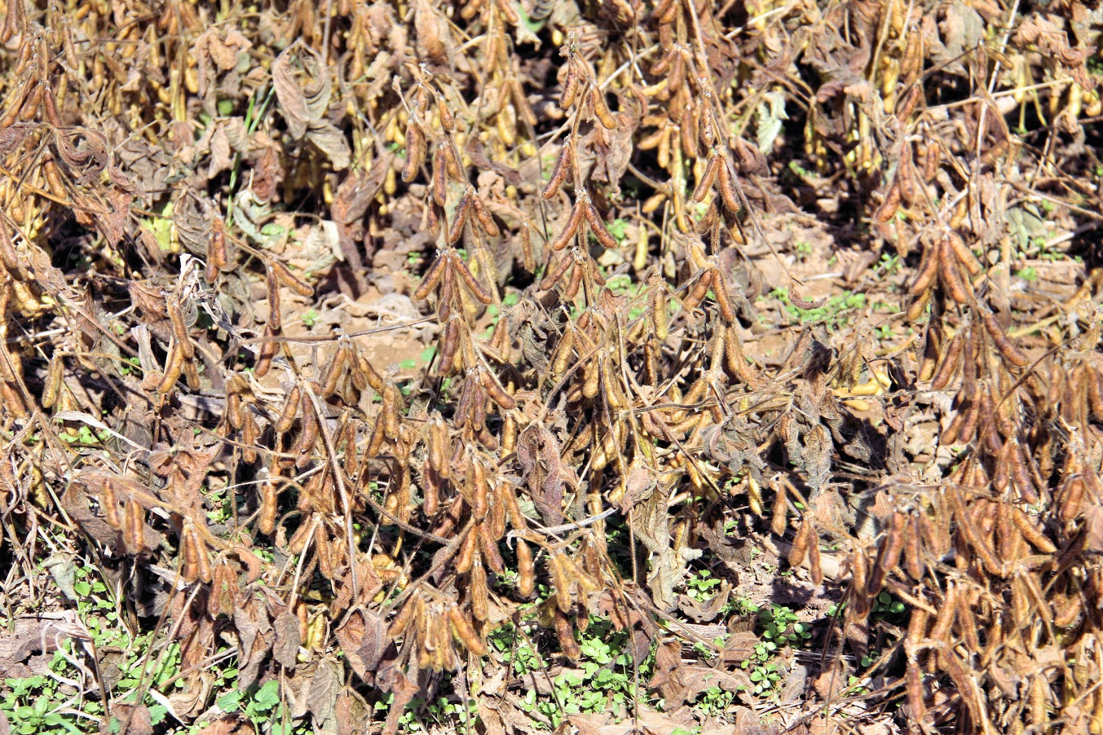 Grain Crops Update Freeze Damage to Soybeans and Harvest Options