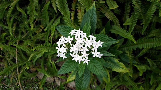 Terrazas de Flores Cebu Botanical Garden